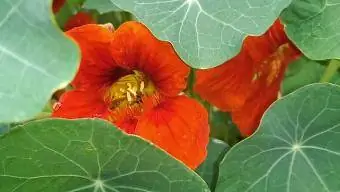 nasturtium tæt på