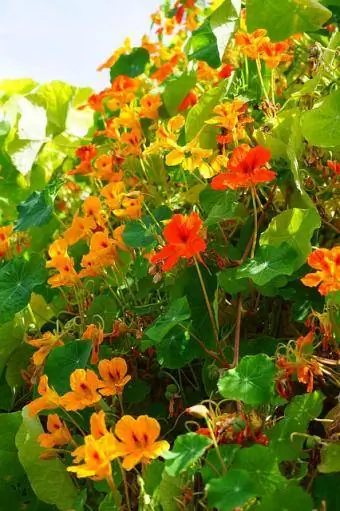 nasturtium viiniköynnös