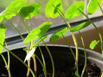 incepand nasturtium in interior