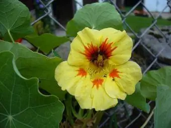 nasturium pada pagar