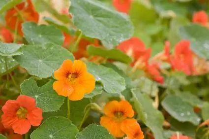 Φύτευση και φροντίδα των λουλουδιών Nasturtium