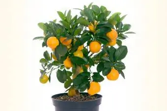 Pohon lemon mini dalam pot