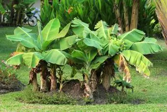 Miniatur pohon pisang