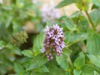 penampilan mint