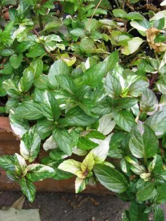 mint ya variegated