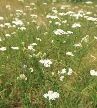 yarrow sedang mekar