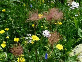 yarrow στο χωράφι