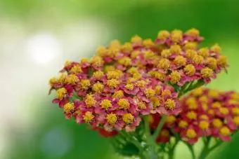 červená achillea