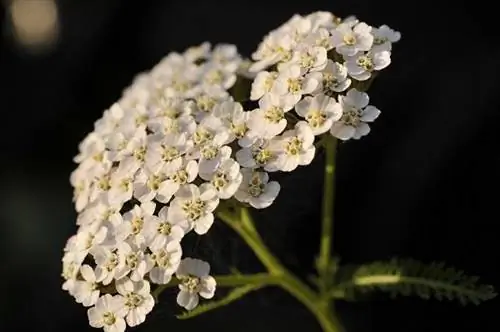 Milfletë, Yarrow