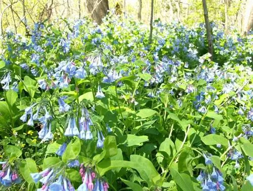 Mertensia (Bluebells): Soiuri și condiții de creștere