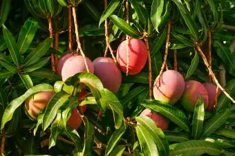 La fruita de mango saludable pot ser vostra amb un manteniment adequat dels arbres.