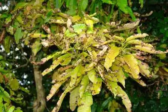 Anthracnose de la mangue (phase feuille)