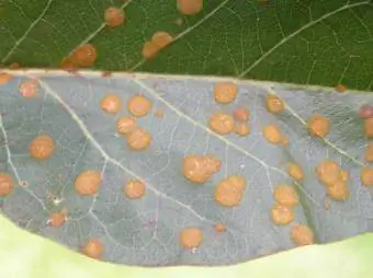Cephaleuros virescens orsakar en bladfläckssjukdom