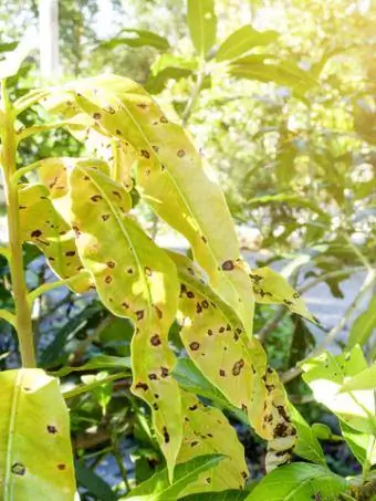 Tizón del mango Phoma