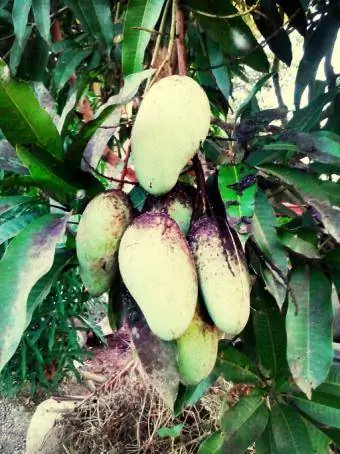 Mangga dengan acuan jelaga