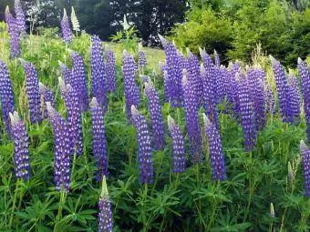 lupin violet