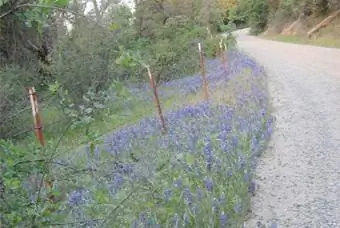 Lupinen-Wildblumenpflanzung