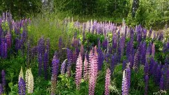 lupine wilde bloemenweide