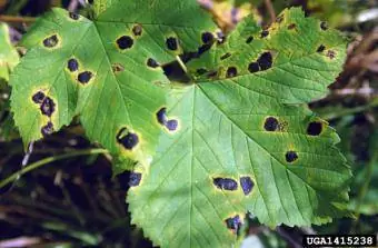 Maple tar spot Yees duab los ntawm Andrej Kunca, National Forest Center - Slovakia, Bugwood.org https://www.forestryimages.org/browse/detail.cfm?imgnum=1415238