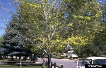 Flétrissement de l'érable Photo de William Jacobi, Colorado State University, Bugwood.org - Pour en savoir plus: https://www.forestryimages.org/browse/detail.cfm?imgnum=5366744sthash. AKfsoDP4.dpuf