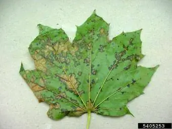 Anthracnose Photo los ntawm Paul Bachi, University of Kentucky Research thiab Education Center, Bugwood.org https://www.forestryimages.org/browse/detail.cfm?imgnum=5405253