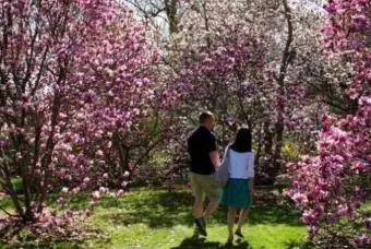 passeggiando tra gli alberi di magnolia