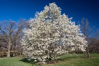 stjerne magnolia