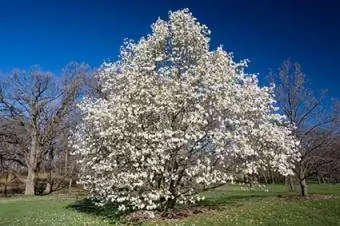 magnolia stellata