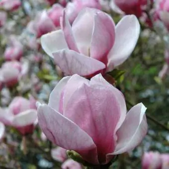 Cvetovi magnolije v krožniku