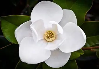 magnolia blomst