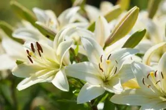 Lys dans le jardin