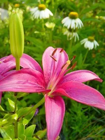 coneflower সঙ্গে lilies