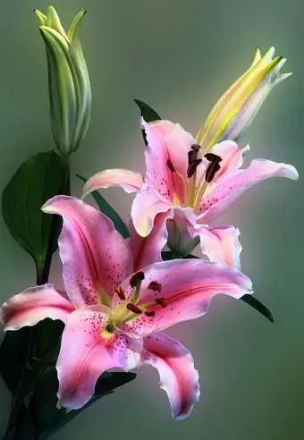 lily փակել