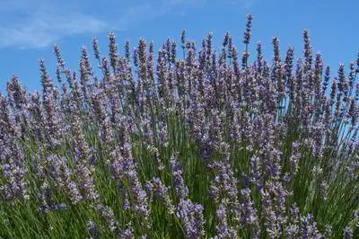 Hvordan dyrke og bruke lavendel