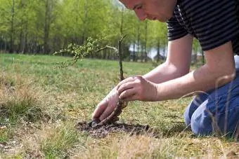 Einen neuen Lärchenbaum pflanzen