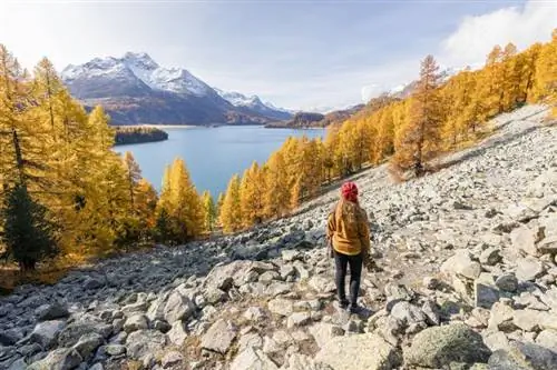 Larch Tree Facts and Care Guide