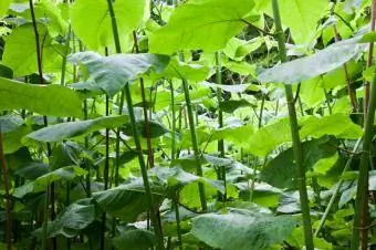 Japanese knotweed