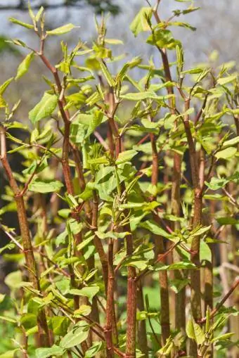 knotweed አገዳ