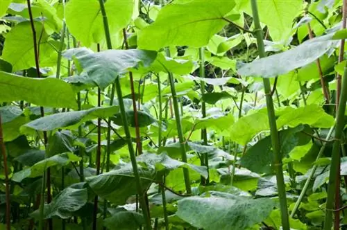 Hogyan öljük meg a Knotweed-et