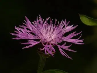 flor de centaurea morada