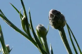 knapweed txog rau paj