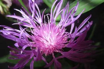 bənövşəyi knapweed çiçəyi