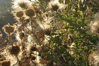 knapweed seedheads