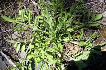 Basal Rosette