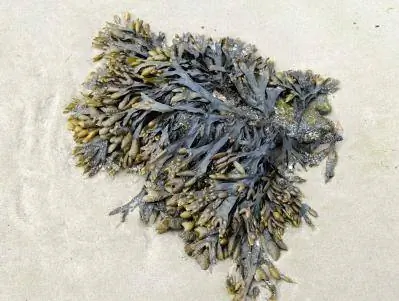 Fertilizzante a base di farina di alghe