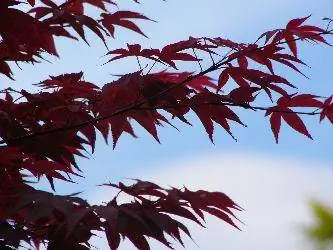 Perawatan Pohon Maple Jepang