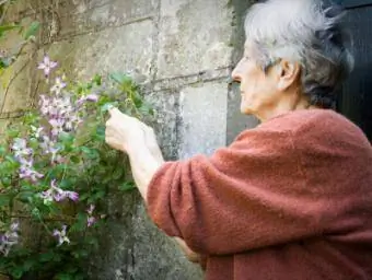 Clematis potrebuje veľmi malú zimnú prípravu.