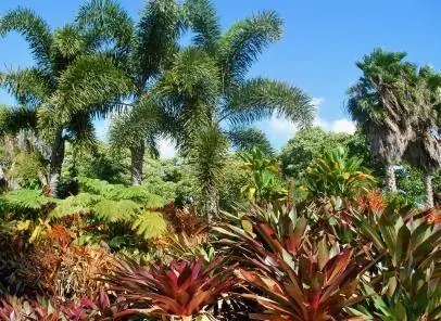 Come proteggere le piante tropicali in inverno