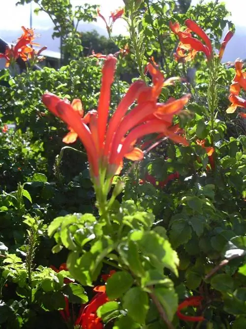 Veiledning til dyrking av kaprifol i hagen