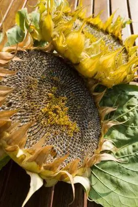 Sunflower taub hau ziab